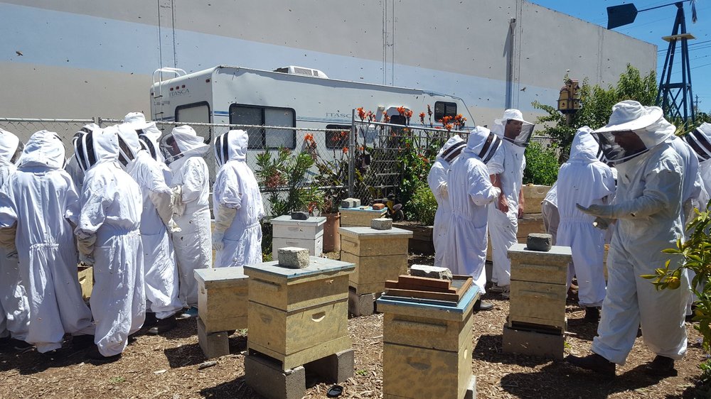 San Francisco Honey & Pollen Company Logo