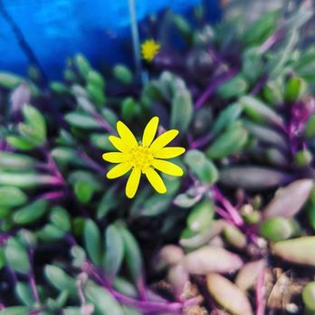 3rd Day Nursery - Sometimes flower's succ...ulent. come get yours today! - Landscaping Near Me - Kula, Hawaii 3rd Day Nursery - Sometimes flower's succ...ulent. come get yours today! - Landscaping Near Me - Kula, Hawaii