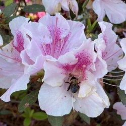 Heritage Rv Park - Blooming everywhere!