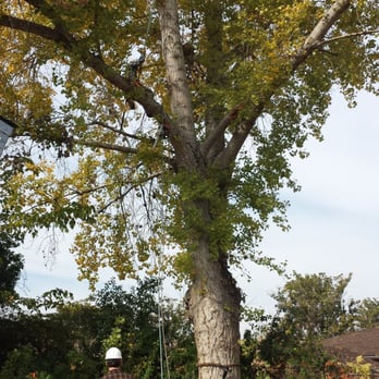 Clovis Tree Care - Getting started on a big cottonwood - Tree Services Near Me - Clovis, California Clovis Tree Care - Getting started on a big cottonwood - Tree Services Near Me - Clovis, California