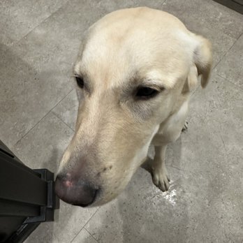 Pet Suites - Pet Sitting Near Me - Aliso Viejo, California