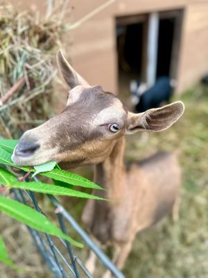 Riverview Orchards by null