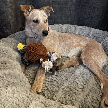 A Path 4 Paws - Rusty the cattledoggo - Animal Shelters Near Me - Amargosa Valley, Nevada
