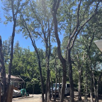 TreeMax Tree Service - After tree work and clean up - Tree Services Near Me - Citrus Heights, California TreeMax Tree Service - After tree work and clean up - Tree Services Near Me - Citrus Heights, California