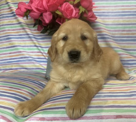 FAMILY RAISED GOLDEN RETRIEVER PUPPIES - Updated January 2026 - 24