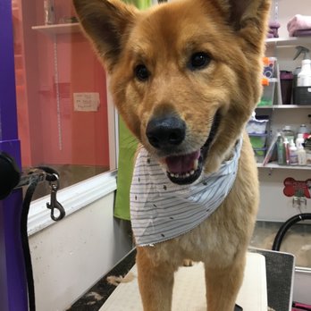 Disco Paws - Pet Sitting Near Me - Astoria, New York