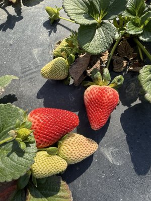 Family Farms by null