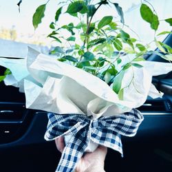 Sprouts Farmers Market - 1/10/25 I saved it & will go to a loving home as a get well gift