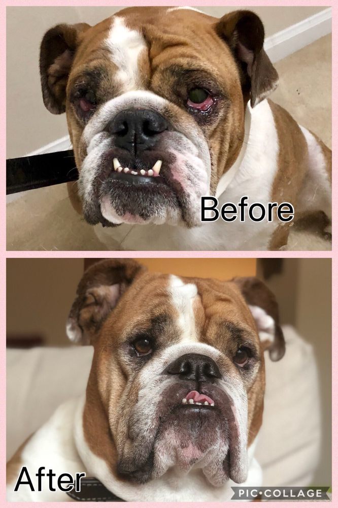 ANIMAL EYE CARE OF THE LOWCOUNTRY Veterinarians 3400 Salterbeck St