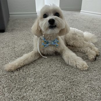 Spoiled Pup - Pet Groomers Near Me - Las Vegas, Nevada Spoiled Pup - Pet Groomers Near Me - Las Vegas, Nevada