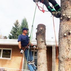 Alberta Tree Masters - tree removal Calgary
