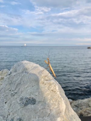 Stearns Park by null