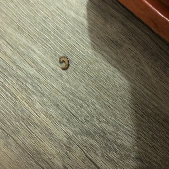 Econo Lodge & Suites - Bedroom floor - Hotels Near Me - Southern Pines, North Carolina