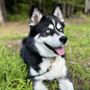 Homegrown Canine Training