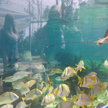 St Augustine Aquarium - aquarium of fish - Aquariums Near Me - St. Augustine, Florida