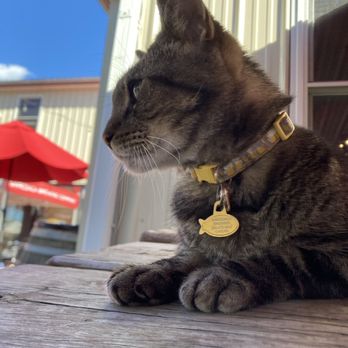 Waredaca Brewing Company - CAT!!! - Breweries Near Me - Gaithersburg, Maryland