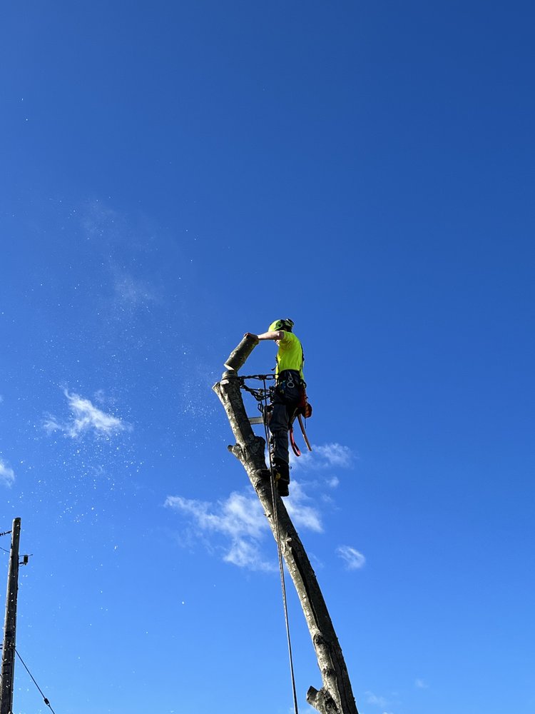TREE RELEAF Updated August 2024 21 Photos Englishtown, New Jersey