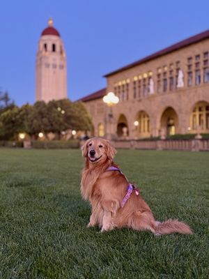 Stanford University by null