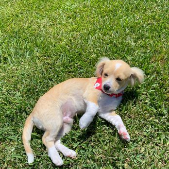 Splish Splash Wags - Pet Groomers Near Me - Long Beach, California