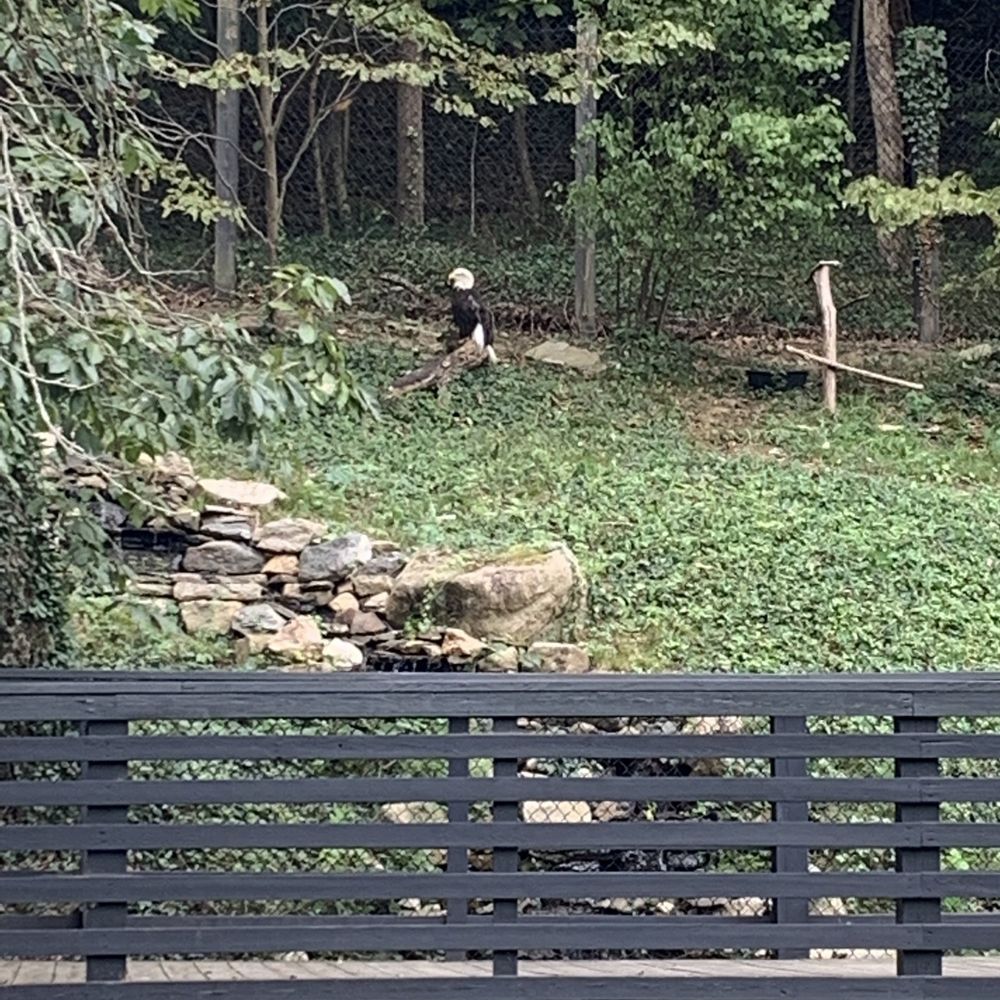 Maymont - Bald eagle - Parks Near Me - Richmond, Virginia