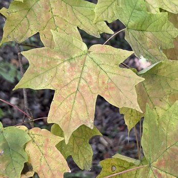 Clark Vitt Park - Fall has just begun, 10-6-22. - Parks Near Me - Union, Missouri