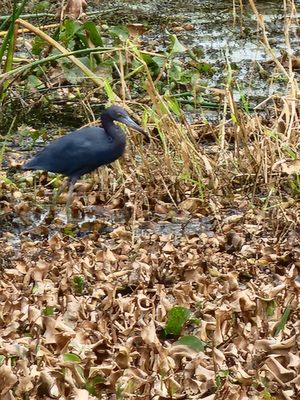 Myakka River State Park by null