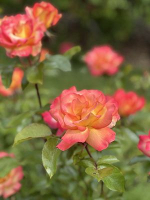 Point Defiance Park by null