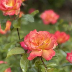 Point Defiance Park - That color!