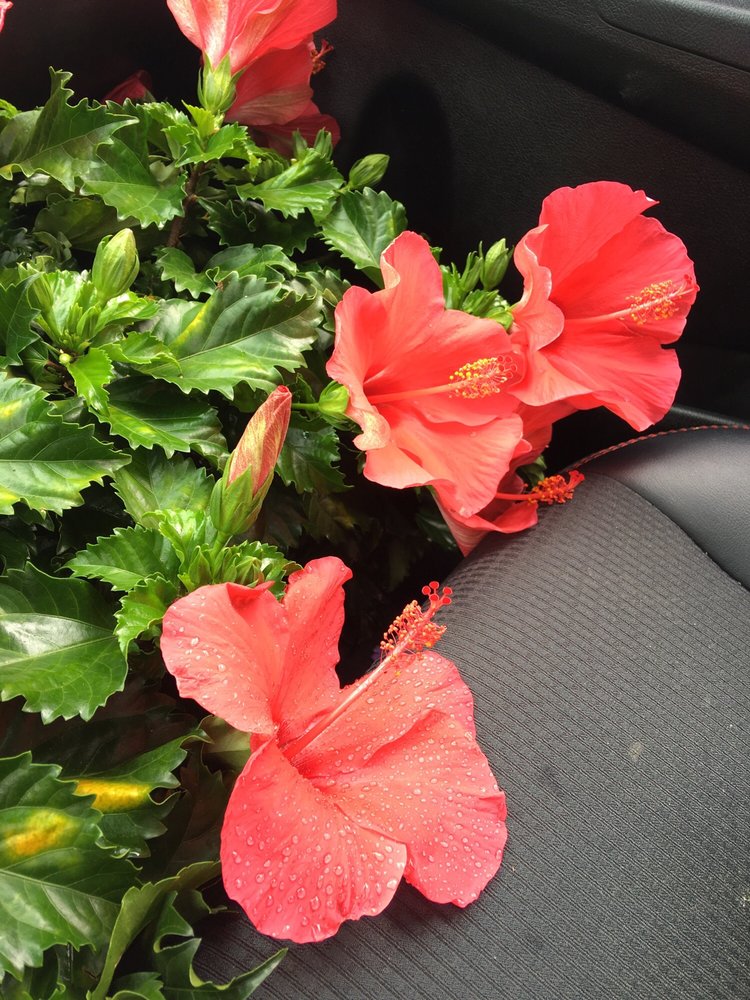 FLOWER SHOP Updated September 2024 471 Lynnfield St, Lynn