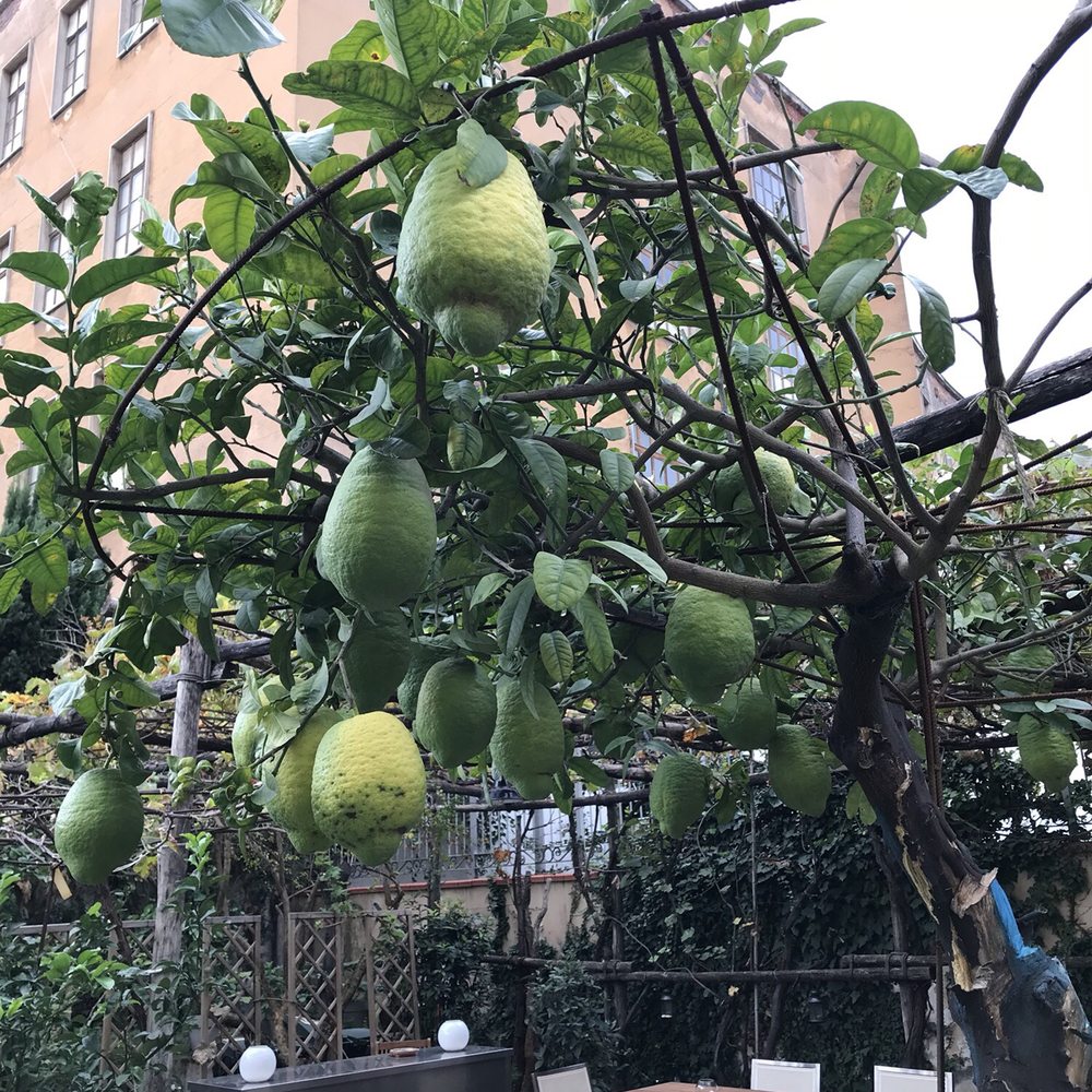 Hotel Forum - Lemon garden - Hotels Near Me - Pompei, NA