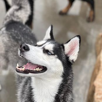 Best Friends Fur Ever - Water play - Pet Training Near Me - Cockeysville, Maryland Best Friends Fur Ever - Water play - Pet Training Near Me - Cockeysville, Maryland