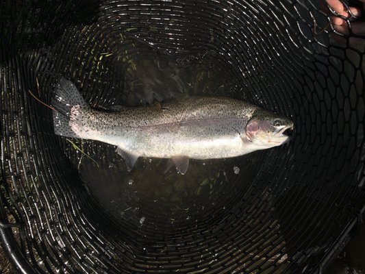 Matt Heron Fly Fishing by null