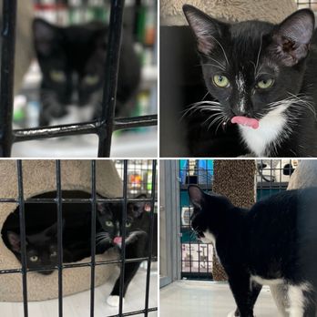 Pet Supermarket - Kittens for rent! - Pet Groomers Near Me - Orlando, Florida Pet Supermarket - Kittens for rent! - Pet Groomers Near Me - Orlando, Florida