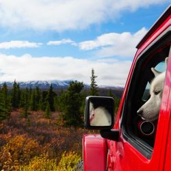 Denali National Park