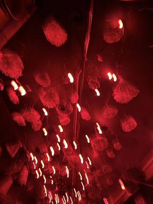 Cha Cha Lounge by null