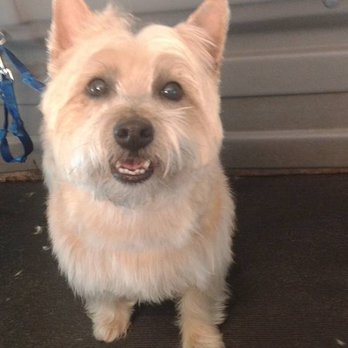 Mobile Groomers - Pet Groomers Near Me - Citrus Heights, California Mobile Groomers - Pet Groomers Near Me - Citrus Heights, California