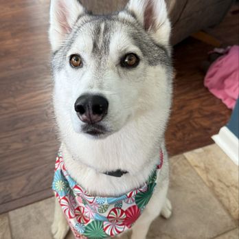 Dirty Pawz - Pet Groomers Near Me - Sugar Grove, Illinois