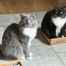 Our two cats.