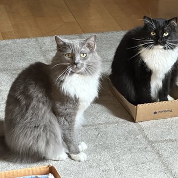 Little Rascals Pet Care - Our two cats. - Dog Walkers Near Me - Long Beach, California