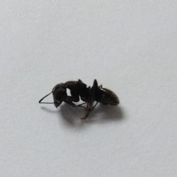 Bennett Termite - Pest Control Near Me - Bishopville, Maryland Bennett Termite - Pest Control Near Me - Bishopville, Maryland