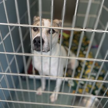 Anti-Cruelty - Horace - Animal Shelters Near Me - Chicago, Illinois