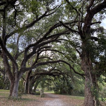 Pine Island Ridge - Beautiful oaks are all over the Ridge - Parks Near Me - Davie, Florida Pine Island Ridge - Beautiful oaks are all over the Ridge - Parks Near Me - Davie, Florida