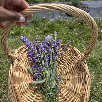Sweethaven Lavender - U-pick lavender $8 (you can pick as much as you can fit into the ring) - Farms Near Me - Williamsburg, Virginia Sweethaven Lavender - U-pick lavender $8 (you can pick as much as you can fit into the ring) - Farms Near Me - Williamsburg, Virginia