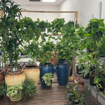 Kimberly's Indoor Plants - Nurseries & Gardening Near Me - Rialto, California Kimberly's Indoor Plants - Nurseries & Gardening Near Me - Rialto, California