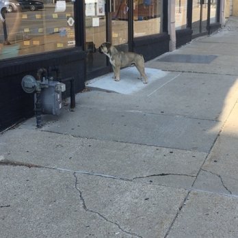 That Dog Wash - Pet Groomers Near Me - Omaha, Nebraska That Dog Wash - Pet Groomers Near Me - Omaha, Nebraska