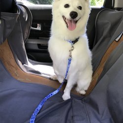 Talk to the Paw