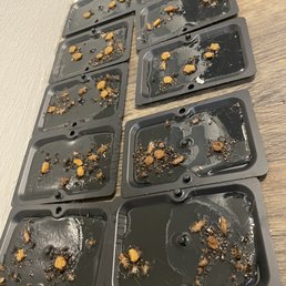 Roach infestation!