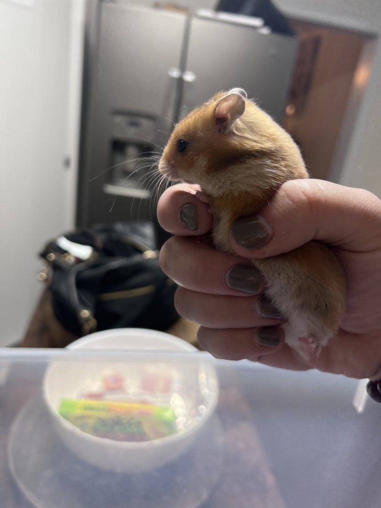 PET EXPRESS Updated September 2024 24 Photos 1415 W Tunnel Blvd