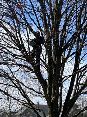 Tree Trimming - Keep your trees healthy and your yard looking great! 🌳 Our expert tree trimming services ensure safety, beauty, and long-lasting growth. Call us today for a free estimate! Tree Trimming - Keep your trees healthy and your yard looking great! 🌳 Our expert tree trimming services ensure safety, beauty, and long-lasting growth. Call us today for a free estimate!