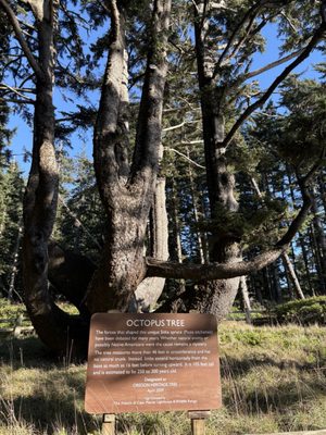 Cape Meares Lighthouse by null